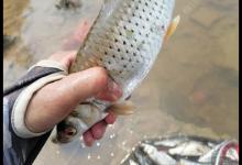 台钓调漂技巧分享，新手调漂步骤，简单实用