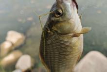 鲫鱼钓的多打窝是关键，学会你就赚了