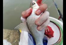 【518】走水怎么钓鱼？试试这几招，让鱼无处可逃