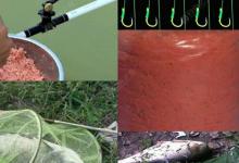 如何钓鲢鳙之用饵