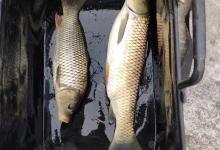 夏季如何钓草鱼，满满的细节快来看