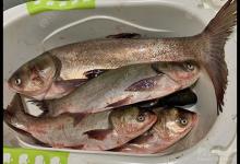 来来来，你要钓鲢鳙吗下篇