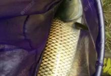 夏钓草鱼究竟是钓底钓浮如何打窝用饵