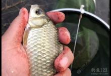 天气渐凉，北方秋天教你如何野钓鲫鱼