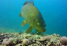 为何说野钓鲤一定要找坎