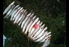 处暑一过，这种被称为蚂蚁上树的钓法，能让你的渔获更多