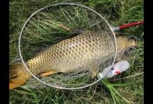 面对狡猾的鲤鱼，这样做才能让它安心