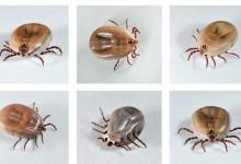 夏季钓鱼要注意，这2个小昆虫对人有致命威胁