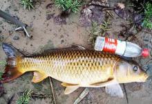 秋季钓鲤鱼的四大秘诀：选阴天，钓坡坎，用腥饵，调躺底