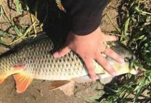 气温高，据说这鲤鱼钓法用一次爽一次