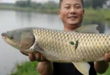 谁说夏季不好钓草鱼？窝料按我说的打，竿子拉弯