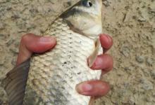 加粗浮漂不会调，参考以下几点，简单实用