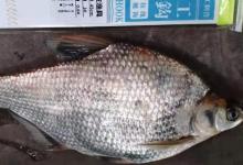 每逢夏季我必用这鳊鱼钓法