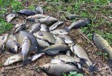 过了白露，鲫鱼应该这样钓