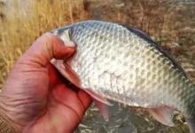 热天只要有这鲫鱼饵，不管在哪都能钓过瘾，