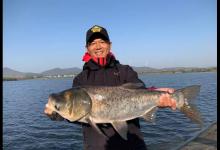 夏钓鲢鳙的独特饵料配方，成为巨物鲢鳙的最爱