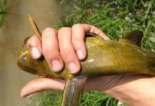 夏钓对付黄骨鱼，万万不可少了这钓法