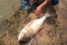 深秋的鲢子这么抽，连杆中鱼真不是事