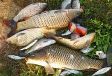 仲秋时节钓鱼，最应该选择的两种天气