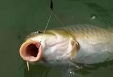 入秋后野钓，子线放多长才合适呢