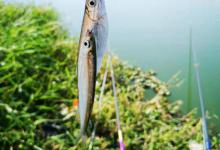 夏末秋初野钓只有白条闹？换个思路打龟概率很小