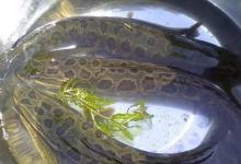 天气一热，按我说的做，黑鱼多到提不起来