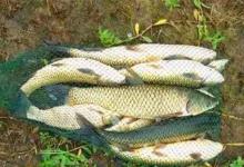 白露之后钓草鱼，注意钓法要变一变