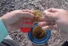 草鱼独特新钓法，10人有9个都没试过