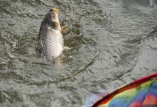 下杆须谨慎，不单用于黑坑提醒，水库同适用