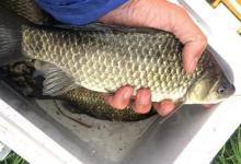 鱼情不同，饵料配方的调整方法