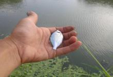 初夏不钓大鱼，我偏爱这些小型鱼