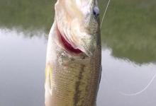 夏季，淡水鲈鱼的岸提钓法