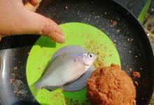 白条学会这样钓，直接拉到手软