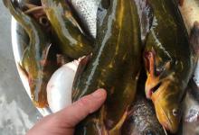 黄骨鱼的习性及食性，足够了解才能钓得更多