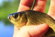 鲫鱼的哭泣！前有狼后有虎，在广东生存为何这么难