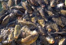 春钓鱼儿上浮不开口怎么办？三个办法解决