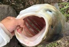 春天不要只钓鲫鱼，试试这鲢鳙钓法