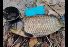 鲫鱼的宿命，上万条的繁殖能力，却因自身5大优势，数量骤降