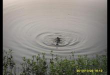 你钓鱼时总是断线，到底是什么问题