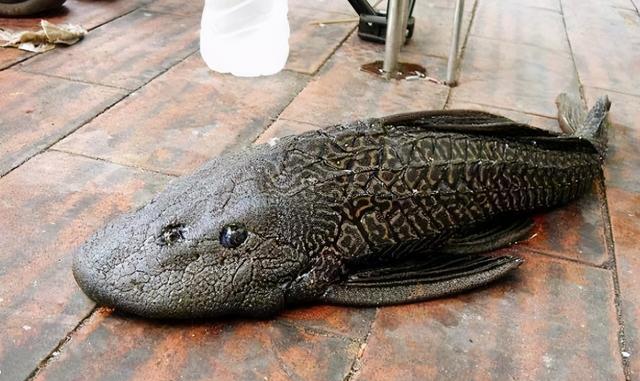 这种鱼如何练就金刚不坏之身_钓鱼技巧_爱钓鱼