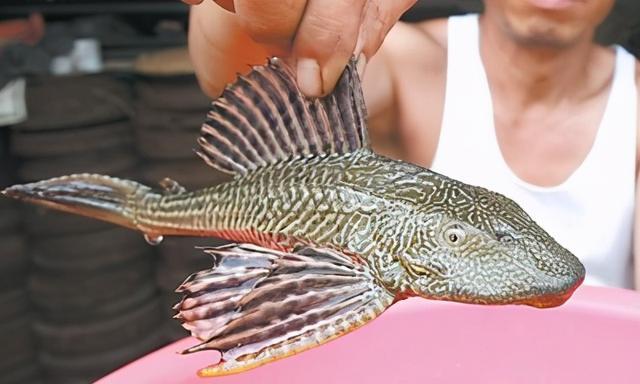 于南美洲,这种鱼能够清理鱼缸内的垃圾从而得名,又叫吸盘鱼,黑骨鱼等