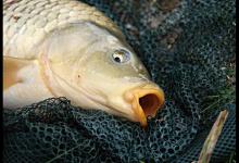 出现小鱼闹窝，并截口不断，这可能是大鱼进窝的迹象