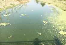 臭水沟钓到了几条鱼，一股柴油味，能吃吗