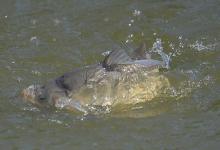 立春钓鱼，谨小慎微才是春钓爆护的不二法门