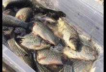 滑鱼嘴刁难开口？记住这类饵料是滑鱼克星