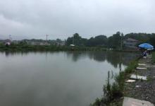 黑坑偷驴太难？是你没掌握其中窍门