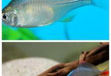 为了繁殖，鳑鲏鱼学会化妆，马口鱼改变身体结构，罗非鱼更拼