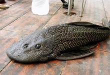 暴晒10个小时毫发无伤！这种鱼如何练就金刚不坏之身