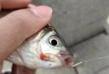 早春了，莫怪鲫鱼难钓到怀疑人生，多数人有3大误区