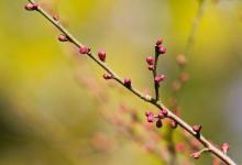 水里没草，就是环境好？立春后没有水草鱼类怎么产卵